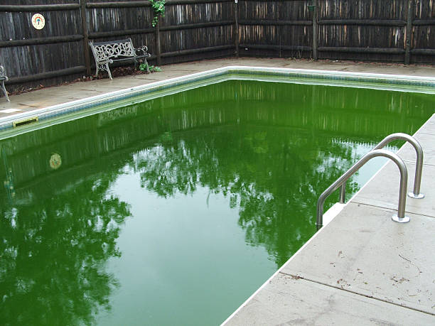 eau_verte_piscine_piscine_adonis