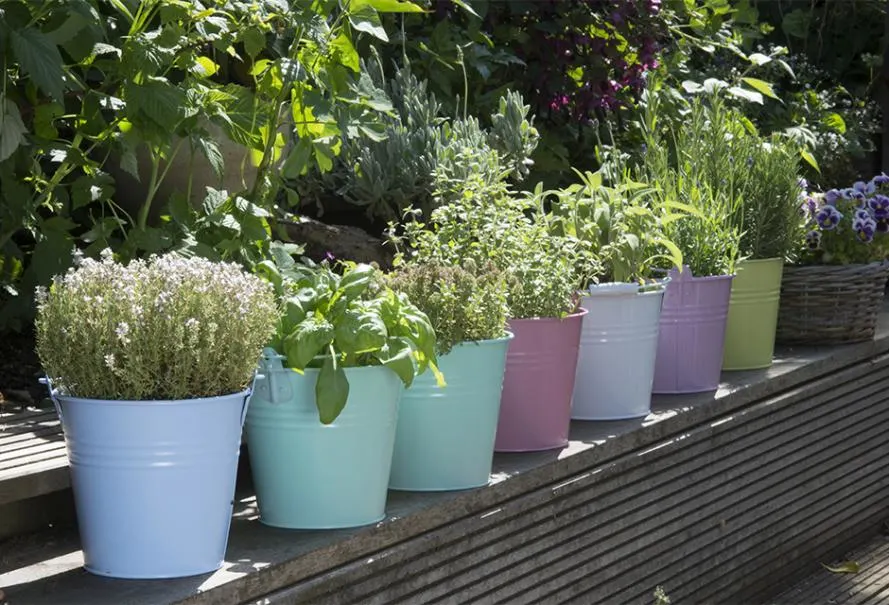 Les Jardins Dadonis Paysagiste A Orvault Herbe Aromatique Piscine